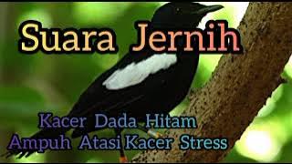 Kacer Dada Hitam || Solusi Ampuh atasi kacer bisu & ngeriwik