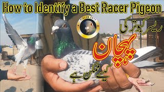 Racer Pigeon's Main Points | Best Points In A Racer Pigeon | Explanation by Walid Alam | Pigeon Cote