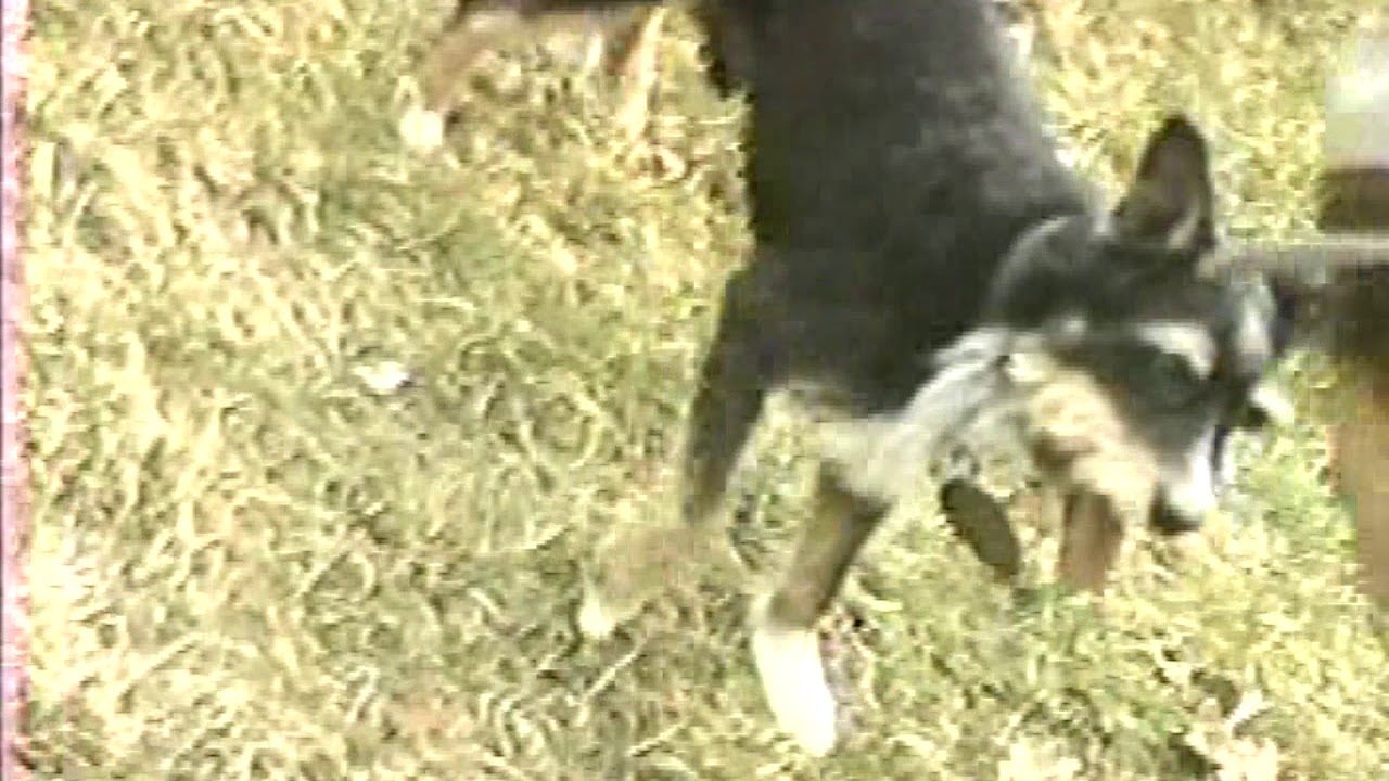 6600 Fairfield Garden City Hines Park and Plymouth Michigan YouTube