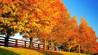 Beautiful Relaxing Music - Soothing Autumn Melodies, Mindful and Peaceful Piano Instrumental Music