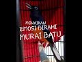 Ampuh!! MENAIKAN MENTAL EMOSI MURAI BATU