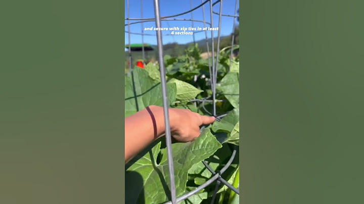 Easy diy 🥒  cucumber trellis using tomato 🍅 cages