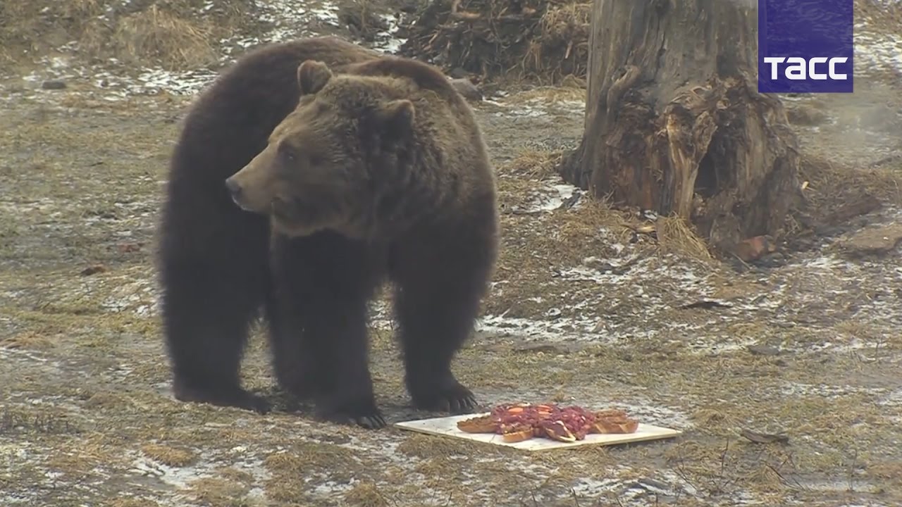 Погода медведов. Медведь в зоопарке Ярославль. Медведь с рыбой Ярославль. Погода и медведь.