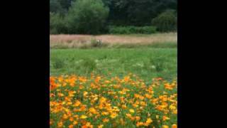 A day in the Weleda Gardens