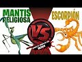 MANTIS RELIGIOSA VS ESCORPIÓN