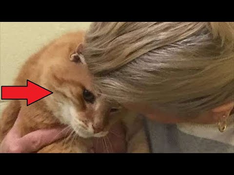 Женщина забрала кота