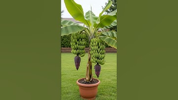 Amazing!! How to propagate banana plants from banana fruit to produce fruit quickly.#grow #Bananas