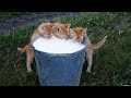 I bet you WON&#39;T be ABLE TO HOLD your LAUGHTER! // SUPER FUNNY animal VIDEOS