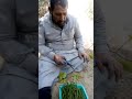 طريقه زراعه الكوكتيل المس فلورا اوأم الفواكه وتجهيزالعقل 