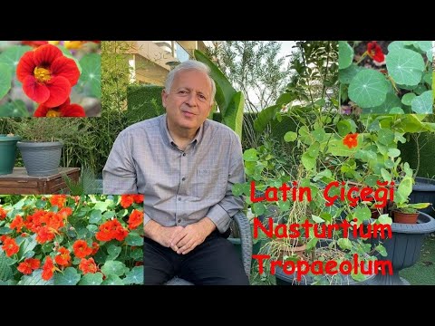 Video: Nasturtium'un çiçek Ihtişamı