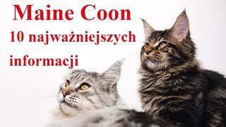 Maine Coon  10 najważniejszych informacji