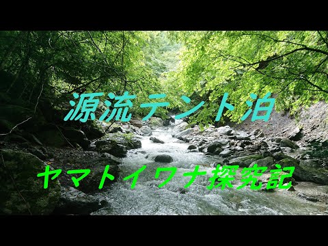源流テント泊　☆彡　ソロキャンプでヤマトイワナを探せ‼　vol 1