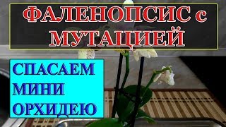 ПРИВОДИМ В ПОРЯДОК МИНИ ФАЛЕНОПСИС С МУТАЦИЕЙ. ЧТО ДЕЛАТЬ С ОРХИДЕЕЙ. КАК БЫСТРО ПОМОЧЬ ОРХИДЕЕ.