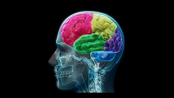 Lecture 10: Learning in the cortex