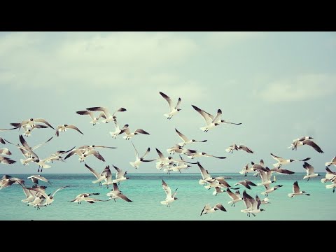 Video: ¿Qué significa cuando los pájaros vuelan en círculos en el cielo?