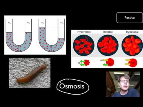 tour of cell bozeman science