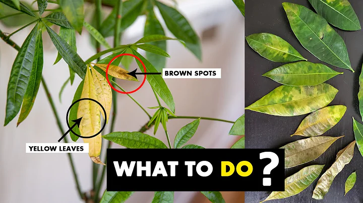 5 Reasons why your MONEY TREE plant leaves turning PALE or yellow - DayDayNews