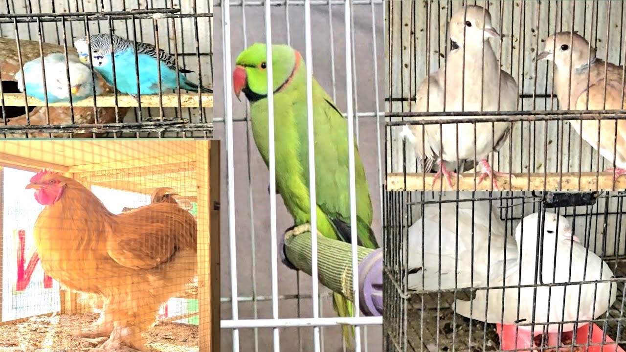 Pet shop visit.rabits/buggies/parrots/cats/doves/goldenbuff