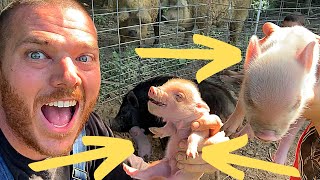 Good News! New Life on the Farm | How to Tell Your Sow Will Farrow Soon | Baby PIGLETS | Pig Birth