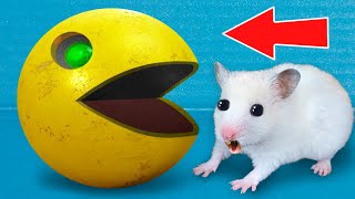 DIY PACMAN Hamster Maze with Traps
