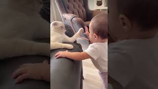 cat cute baby funny comedy 🤣 😜 so much funny