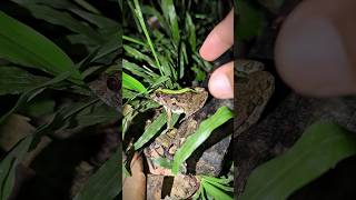 catching frogs😐 funny by hand |funny frog soundsdrum boing boing |frog 🫒😲hahaha🐸