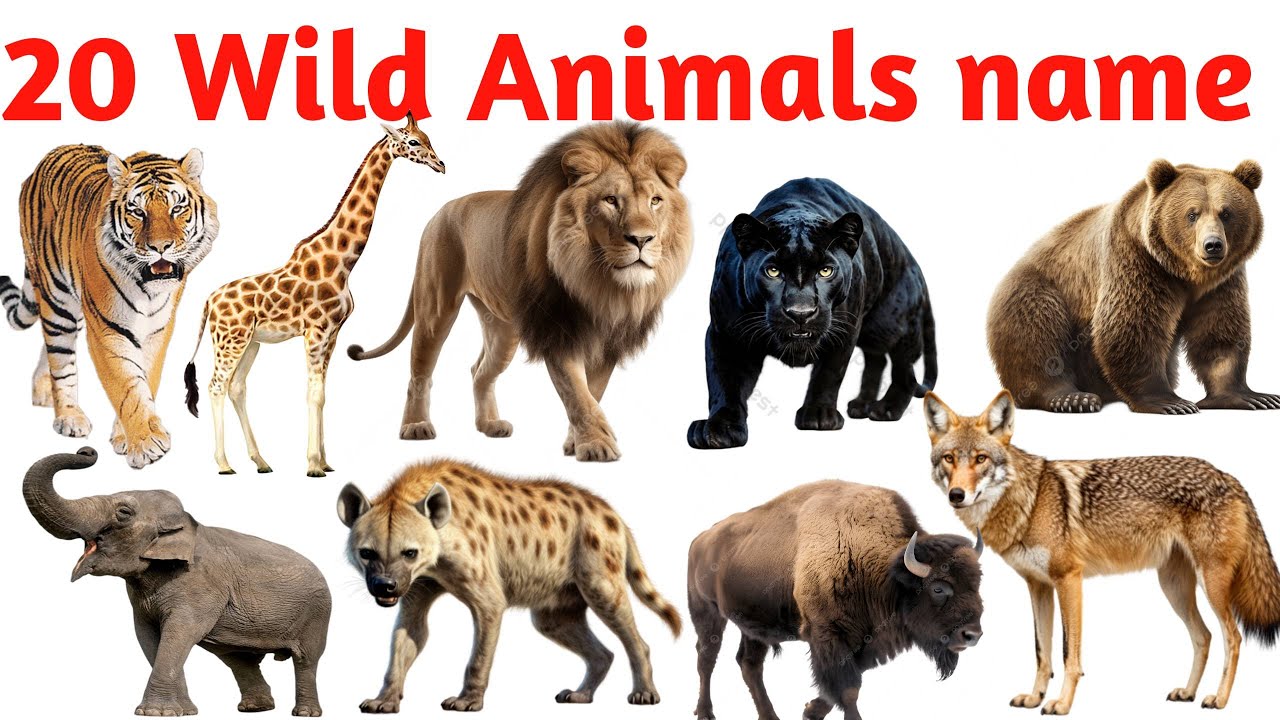 20 Wild Animals Name for Kids | Learn Jungle Animals in English with Pictures | animals name