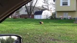 There is a Vulture in my Front Yard