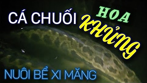 CÁ CHUỐI HOA NUÔI TRÊN BỂ. GIỐNG CÁ TO,DÀI,KHÔNG BÉO BỤNG, CÁ ĐẸP NHẤT  CHÂU Á LUÔN. LH; 0989856862