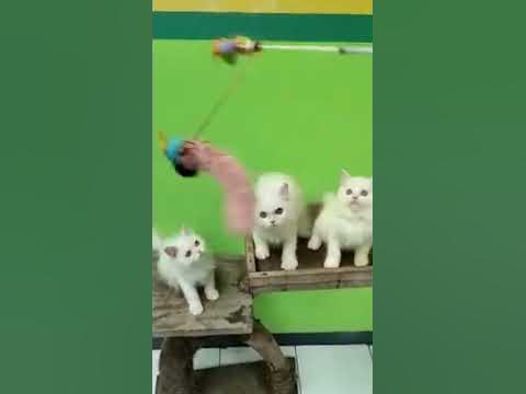 Tiga Ekor Kucing Lucu Dan Imut. - YouTube