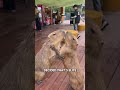 This Animal Is the Calmest Thing on the Internet