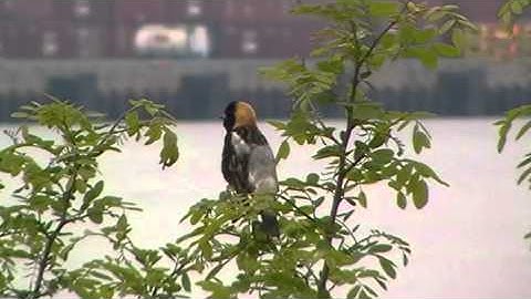 Bobolink 20160507 162417