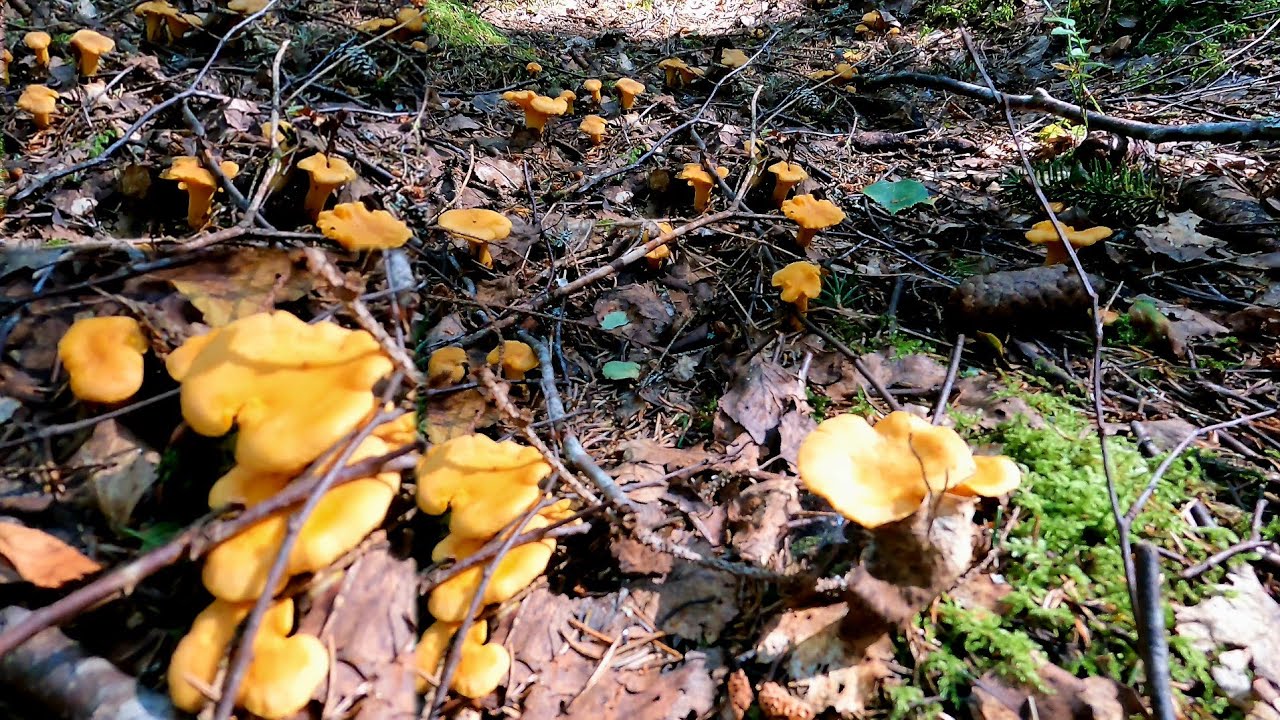 เห็ดดอกขนาดนี้ราคาดีแต่ข้อเสียคือยุงจะหามเวลาเก็บตามติดตัวแม้มือระวิง #เห็ดมันปู 🇫🇮 