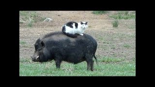 ANIMALES MUY CHISTOSOS by xPlays Videos 39,067 views 5 years ago 10 minutes, 29 seconds