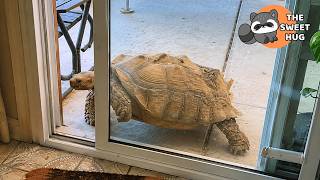 Full My 150-Lb Tortoise Keeps Sneaking Into Our Kitchen Every Day News