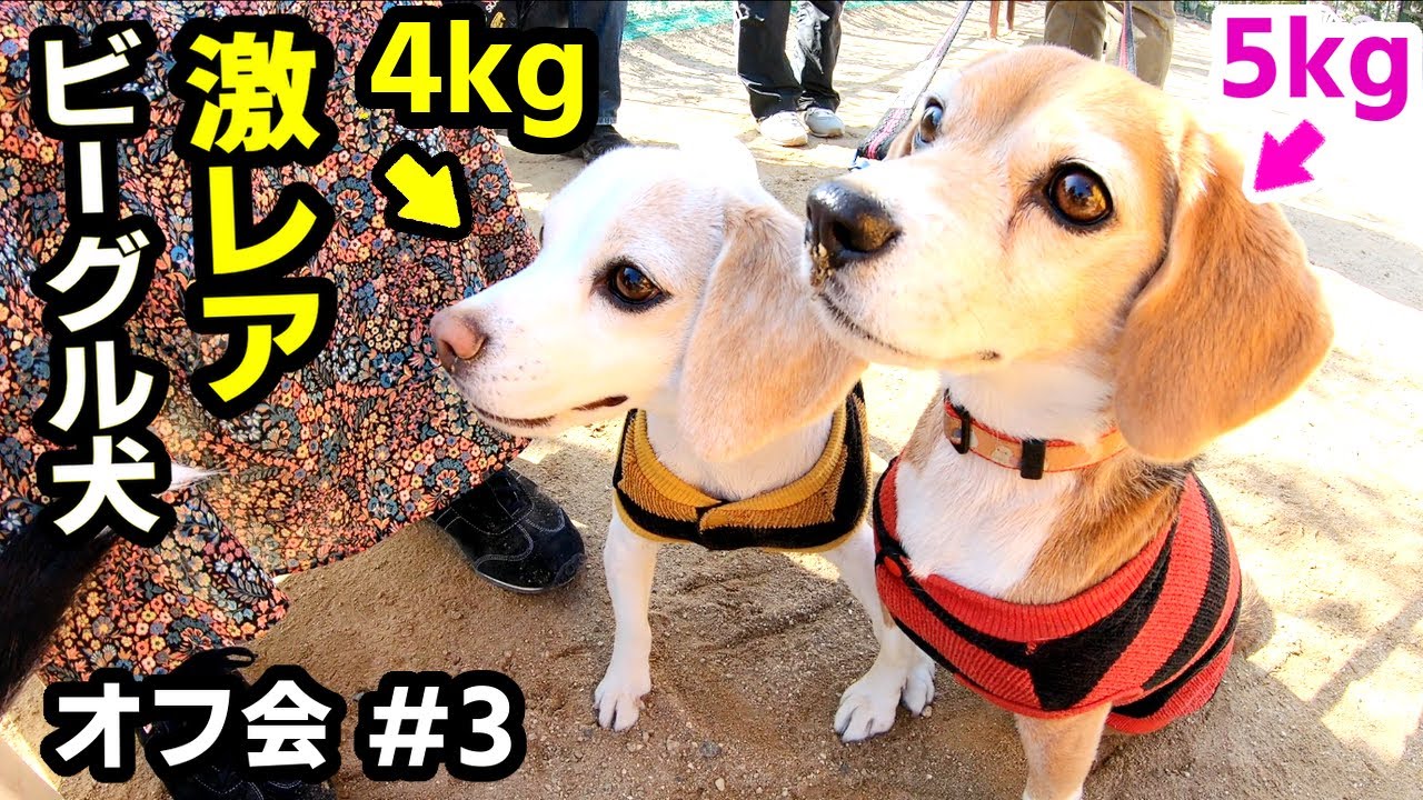 激レア 超極小4kgビーグル犬達がマジ半端ね オフ会 3 Youtube