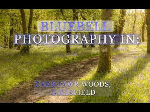 Bluebell Photography on the Beautiful Gaer Fawr Woods in Mid Wales