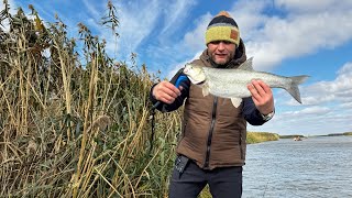 Жерех на крэнки осенью 🎣 купил крэнк в местном магазине 🤔 вообще не держит струю 🌊