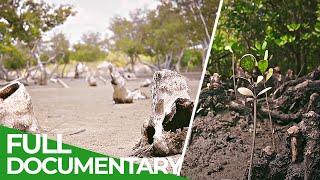 Saltwater Survivors - Saving Kenya's Mangroves | Giving Nature A Voice | Free Documentary Nature