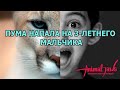 Пума напала на 3-летнего мальчика