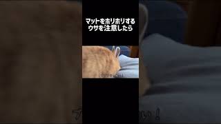 注意されて逆ギレするうさぎ　#Shorts