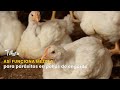 Así funciona mezcla para parásitos en pollos de engorde - TvAgro por Juan Gonzalo Angel