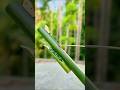 Wonderful bamboo creative idea bamboo diy slingshots