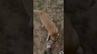 लैब्राडोर कुत्ता और मालिक की सबसे अच्छी दोस्ती || Labrador dog best friendship #labrador #pet #yt