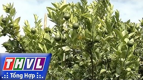 THVL | Người đưa tin 24G: Thương lái đổ xô thu mua quýt non để bán sang TQ  tại BR - VT