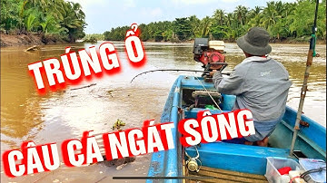 Câu Cá Ngát Sông - Gần Vùng Nước Lợ ( gần biển )- Không Thuốc, Kích Điện - Kết Quả Thật Bất Ngờ
