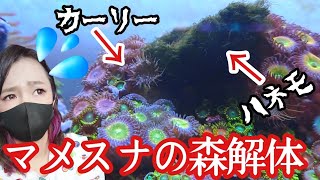 【海水魚水槽】マメスナの森にカーリーとハネモの襲撃️解体します…my coral aquarium MOAMOAちゃんねる