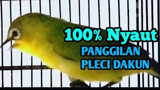 suara panggilan PLECI DAKUN 100% langsung NYAUT dan mempercepat PLECI BUKA PARUH.