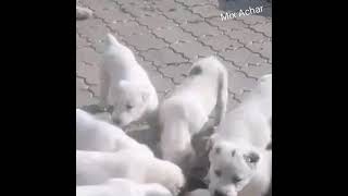 Afghan kuchi female with puppies