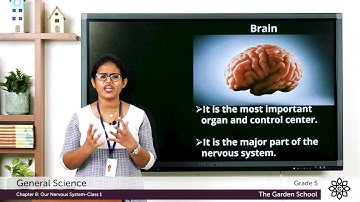 Grade 5 General Science Chapter 8 Class 1 Nervous System and the brain